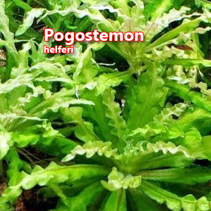 Pogostemon helferi